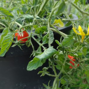 Semences de tomate cerise balcon